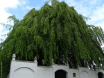 Joodse Begraafplaats